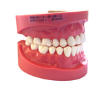 Nissin Typodont Teeth Jaw Set Study Model Without Articulator