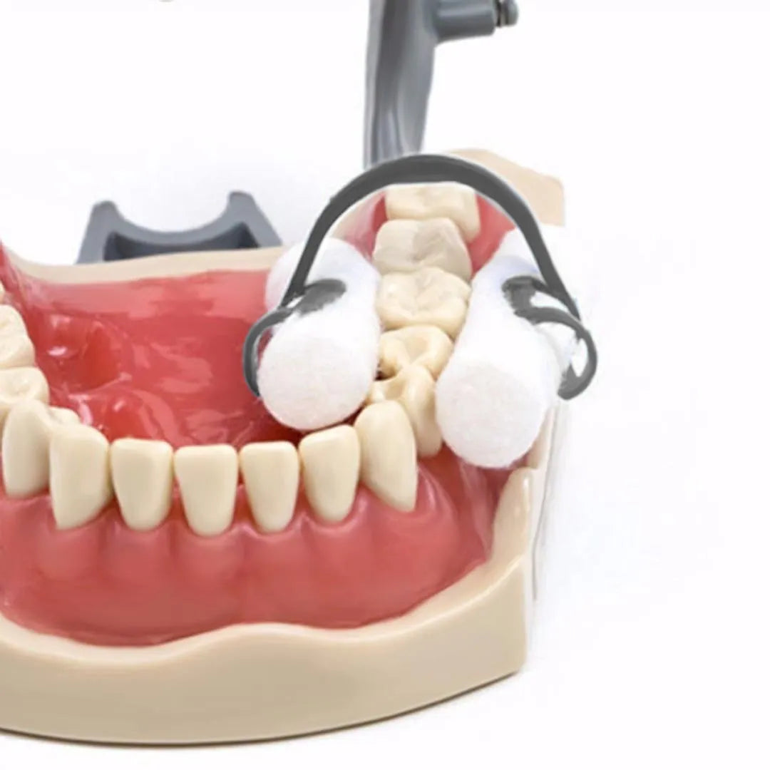 Cotton Roll Clip Oral cavity Preparation / Dental Endodontic Treatments