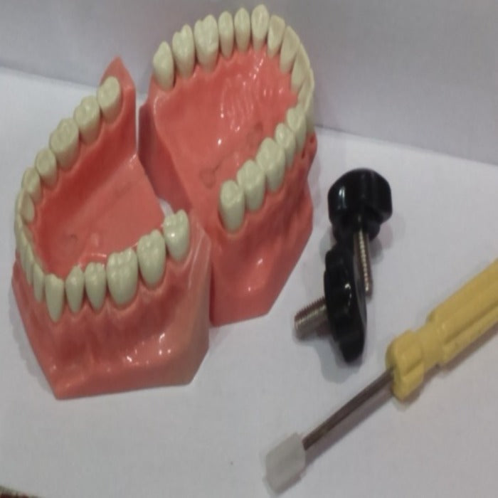 API Typodont Jaw Set Study Model ( Dental Teeth For Crowns and Bridges.)